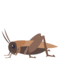 Cvrček