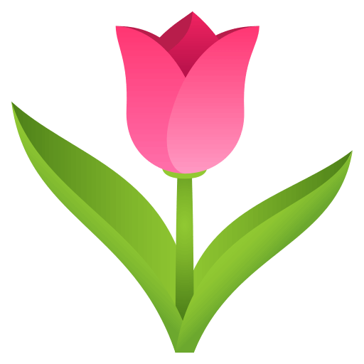 Tulipa