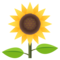 Sonnenblume