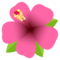 Hibiskus