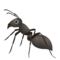 Formica