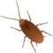 Scarafaggio