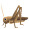 Grillo