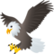 Aquila