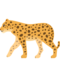 Leopardo