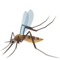 Zanzara