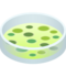 Piastra Di Petri