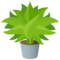 Pianta In Vaso