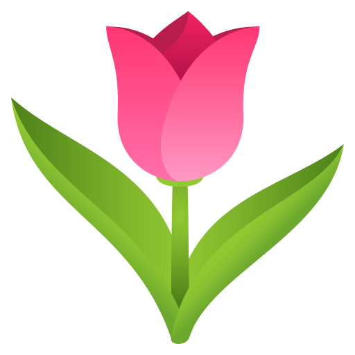 Tulpe