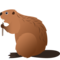 Castoro