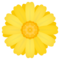 Fiore