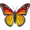 Farfalla