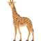 Giraffa