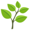 Pianta