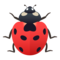 Coccinella