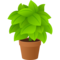 Pianta In Vaso