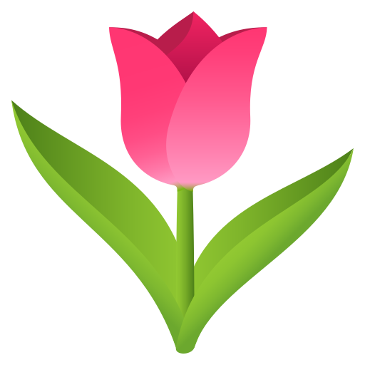 Tulpe
