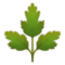 Hierba
