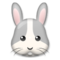 Cara De Conejo