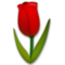 Tulipán