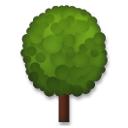 Árbol De Hoja Caduca