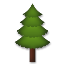 Árbol De Hoja Perenne