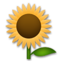 Girasol
