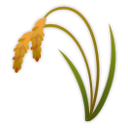Espiga De Arroz
