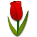 Tulipán