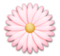 Blossom