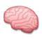 Brain