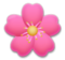 Cherry Blossom