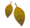 Fallen Leaf