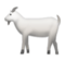 Goat