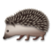 Hedgehog