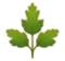 Herb