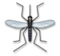 Mosquito