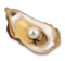 Oyster