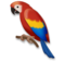 Parrot