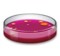 Petri Dish