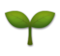 Seedling