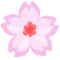 Cherry Blossom