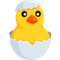 Hatching Chick