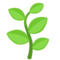 Herb