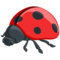 Lady Beetle