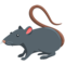 Rat
