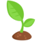 Seedling