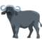 Water Buffalo