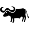 Буйвіл