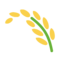 שיבולי אורז